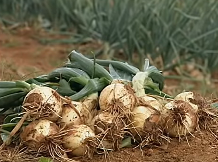 Estado segue na liderança como maior produtor de cebola | Foto: Reprodução Youtube